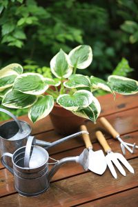 まぐまぐのメルマガ（1回1文、目と耳から服用するくすりの英語：ネイティブ音声付き）