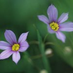 製薬業界で働く上での2つのスキルとキャリアパス