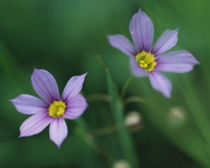 製薬業界で働く上での2つのスキルとキャリアパス